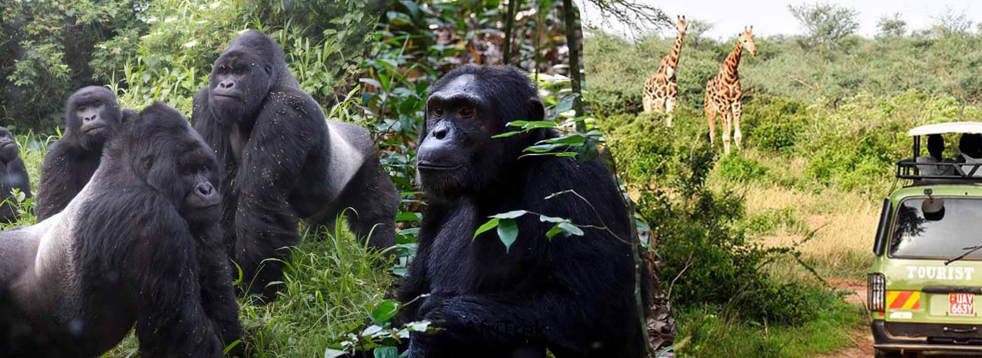 Car hire Uganda 8 Days Wildlife and Primate Safari