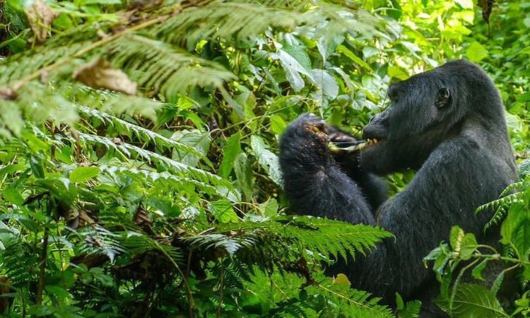 3 Days Gorilla Trekking Self-drive Tour Uganda