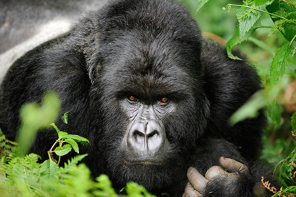Ideal 4X4 Car Hire with a Gorilla Permit in Uganda & Rwanda