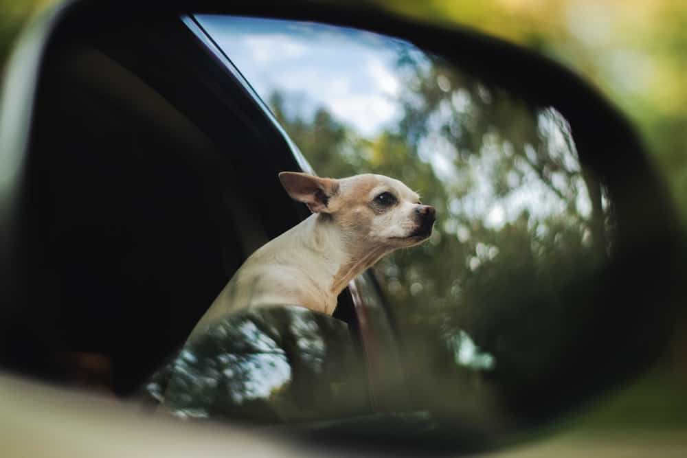 Pet friendly car rental