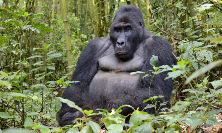 3 Days Self Drive Gorilla Safari