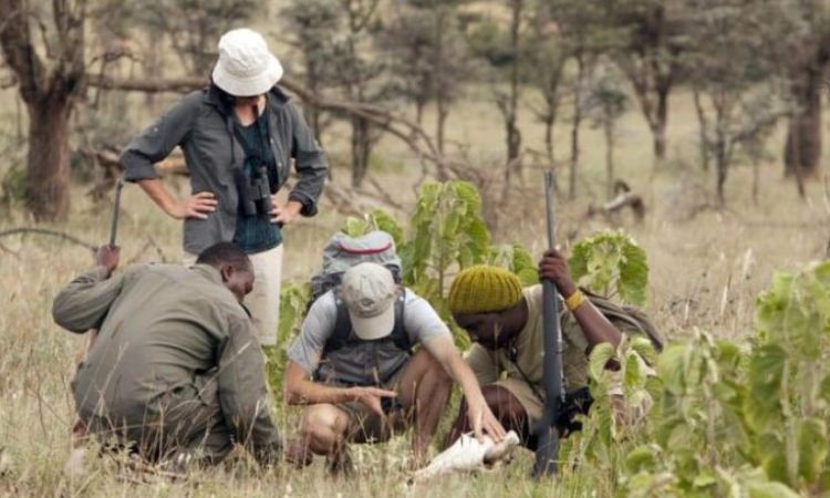 how much to tip safari guide
