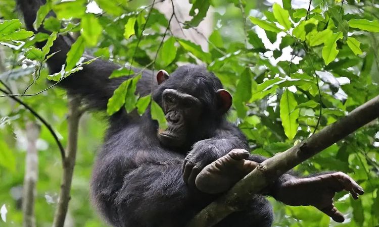 What Animals Are in Kibale National Park