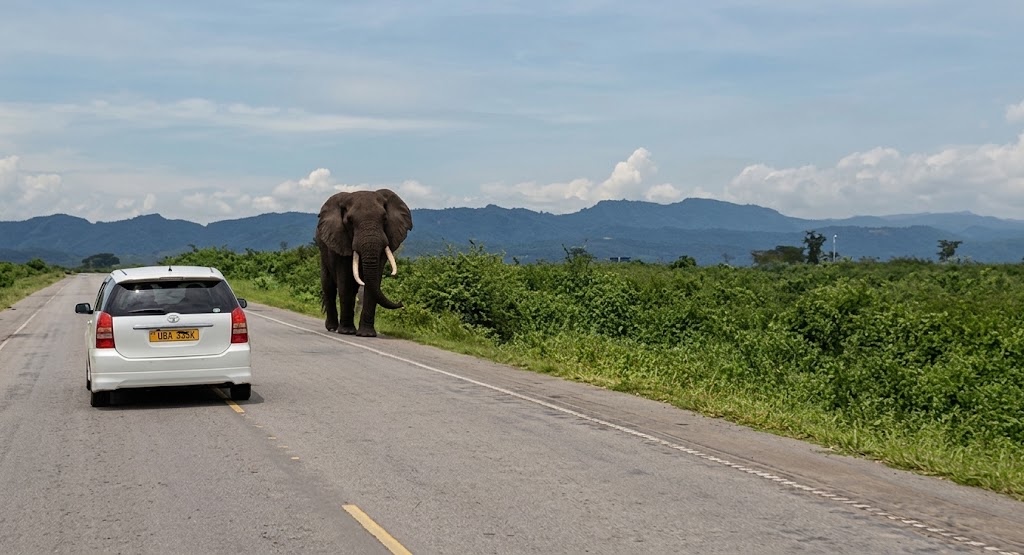 Self-drive to Queen Elizabeth National Park
