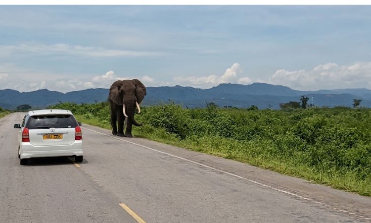 Self-Drive to Queen Elizabeth National Park